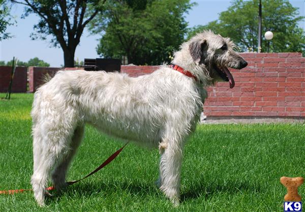 Irish Wolfhound Puppies for Sale